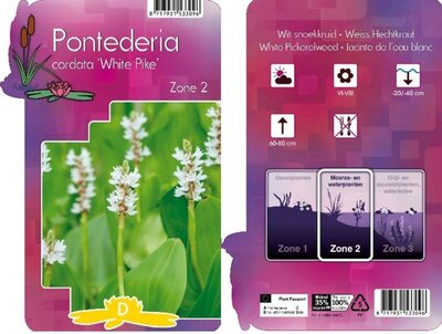 Pontederia 'White Pike'