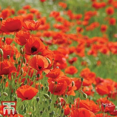 Flanders Poppies - Image courtesy of T&M