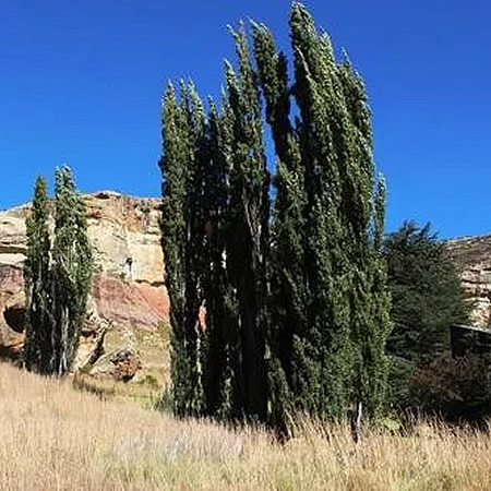 Italian Poplar (Populus Nigra Italica) 80-120cm Bare Root