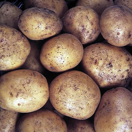 Potato: Maris Piper (2Kg)