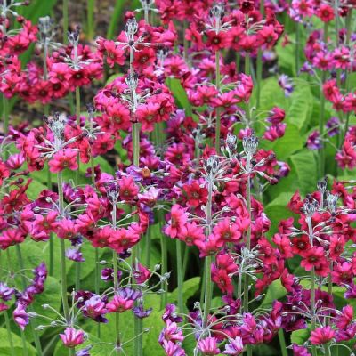 Primula Beesiana - Image by bluebudgie from Pixabay