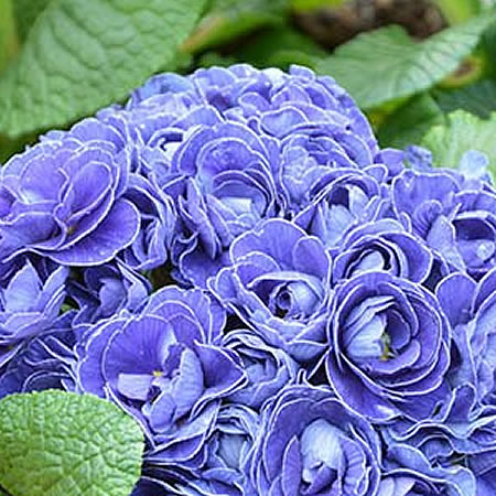 Primula belarina 'Baltic Blue' (2L pot)