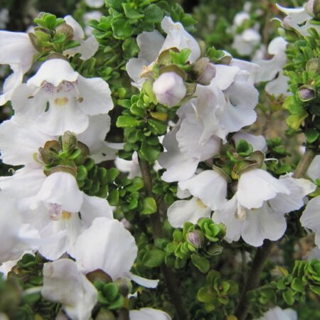 Prostanthera cuneata - Photo by Leonora (Ellie) Enking (CC BY-SA 2.0_