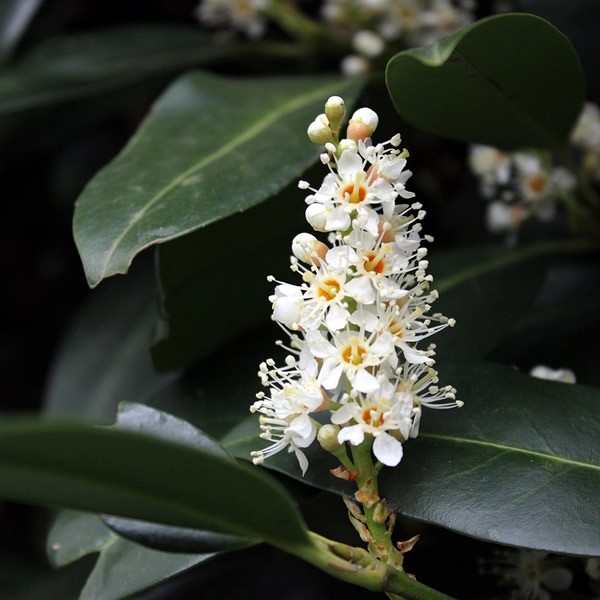 Prunus Angustifolia (18L pot) - Ardcarne Garden Centre | Roscommon & Boyle