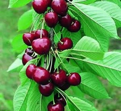 Cherry Tree - 'Compact Stella' - Image courtesy of Pannebakker