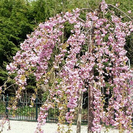 Prunus 'Cheals Weeping' (9.5L pot)