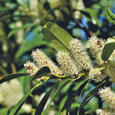 Prunus 'Genolia' - Image by Ralph from Pixabay