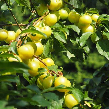 Prunus 'Reine Claude d'Oullins' (10L pot)