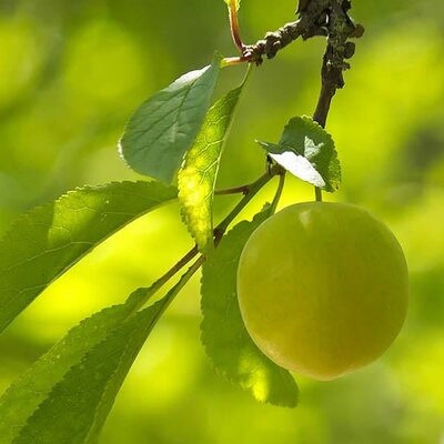 Prunus 'Reine Claude Verte'