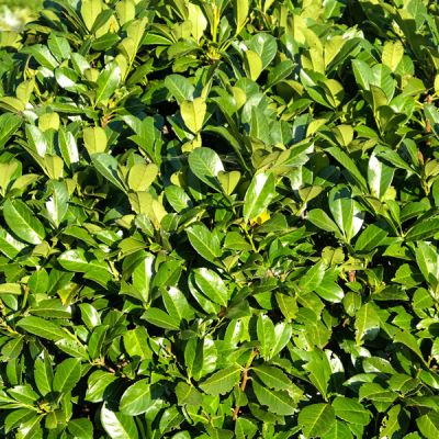 Prunus laurocerasus Rotundifolia - Image courtesy of pxhere (CC0)