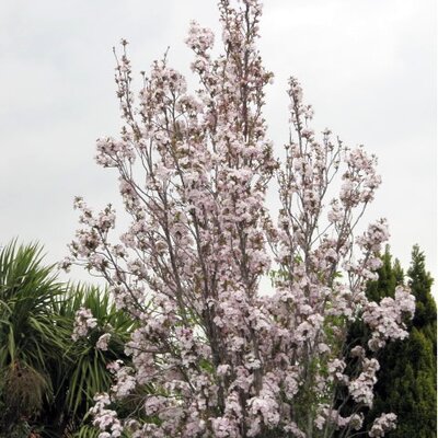 Prunus 'Amanogawa' - Photo by Leonora (Ellie) Enking (CC BY-SA 2.0)