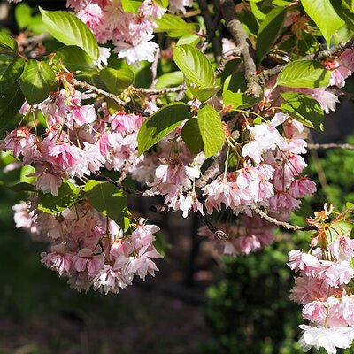 Prunus 'Shirofugen' (9.5L pot)