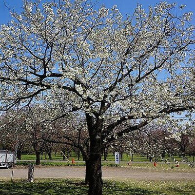 Prunus 'Shirotae' (10L pot)