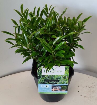 Prunus laurocerasus 'Sofia'® - Image courtesy of Plantline