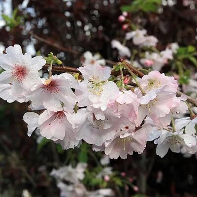 Prunus 'Autumnalis Rosea' - Photo By David J. Stang , used under CC-BY-SA-4.0 /Cropped and compressed from original