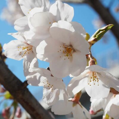 Prunus 'Tai Haku' (9.5L pot)