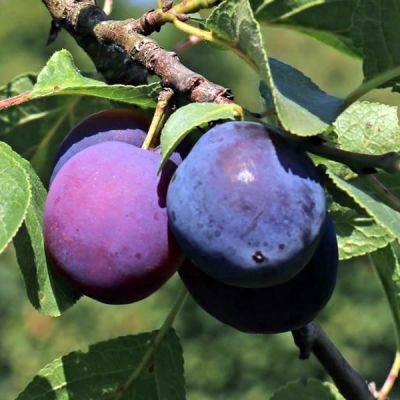 Prunus 'The Czar' (2 yr Bare Root)