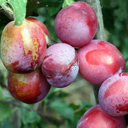 Prunus 'Victoria' (2 yr Bare Root)