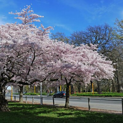 Prunus 'Yedeonsis' (9.5L pot)