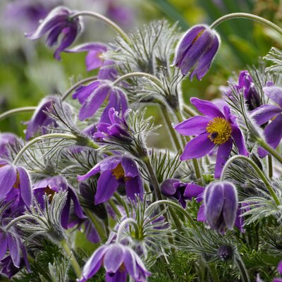 Pulsatilla vulgaris 'Blaue Glocke' - Image by beauty_of_nature from Pixabay