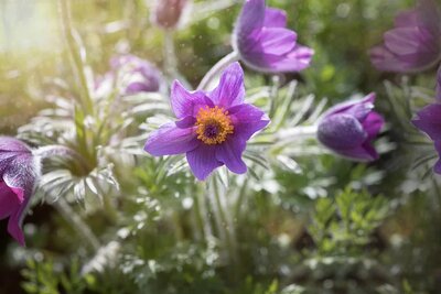 Pulsatilla 'Violet Blue' - Public Domain Image