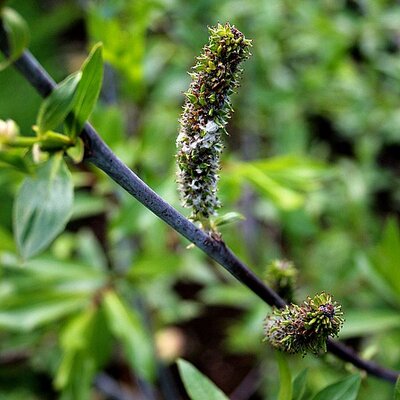 Purple Willow (Salix daphnoides) 60-100cm Bare Root