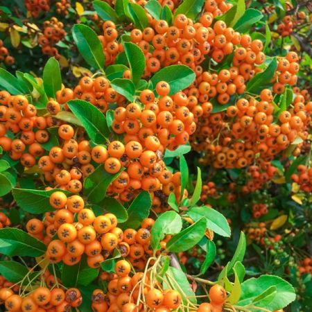 Pyracantha "Orange Glow" - Photo by Petr Kratochvil (CC0 1.0)