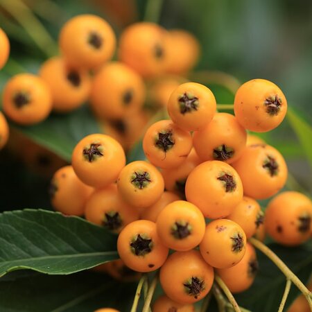 Pyracantha 'Saphyr Orange' - Image by Marjon Besteman from Pixabay 