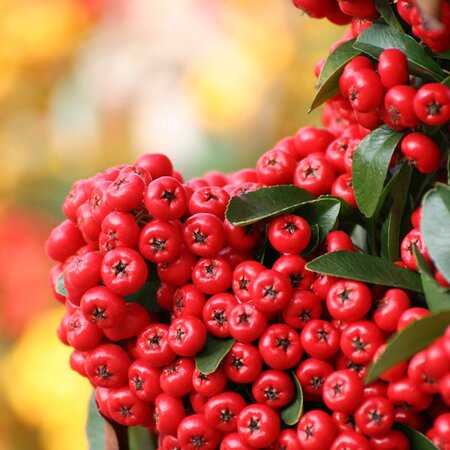 Pyracantha 'Saphyr Red' - Image by Roland Steinmann from Pixabay 