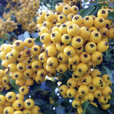 Pyracantha