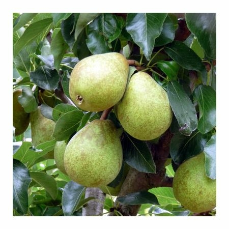 Pyrus 'Beth' (10L pot) - Ardcarne Garden Centre | Roscommon & Boyle