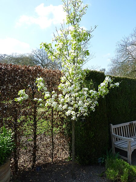 Pyrus 'Chanticleer' (9.5L pot)