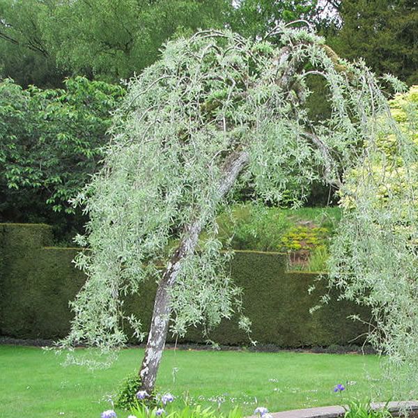 Pyrus Salicfolia Pendula (10L pot) - Ardcarne Garden Centre | Roscommon ...