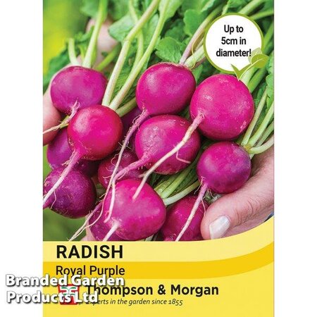 Radish Royal Purple - Image courtesy of Thompson & Morgan/Hygeia