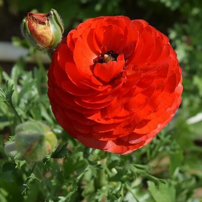 Ranunculus Red - Public Doimain Image courtesy of Itoldya