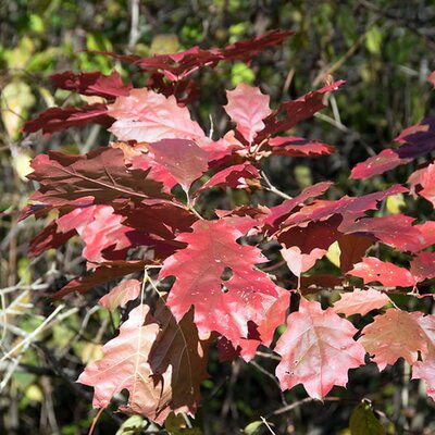 Red Oak (Quercus rubra) 60-80cm Bare Root