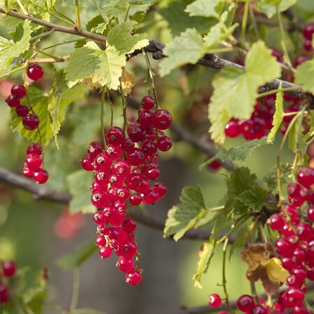 Redcurrant 'Jonkheer-van-Tets' - Image by peperone2019 from Pixabay 