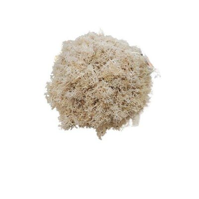 Reindeer Moss Ball