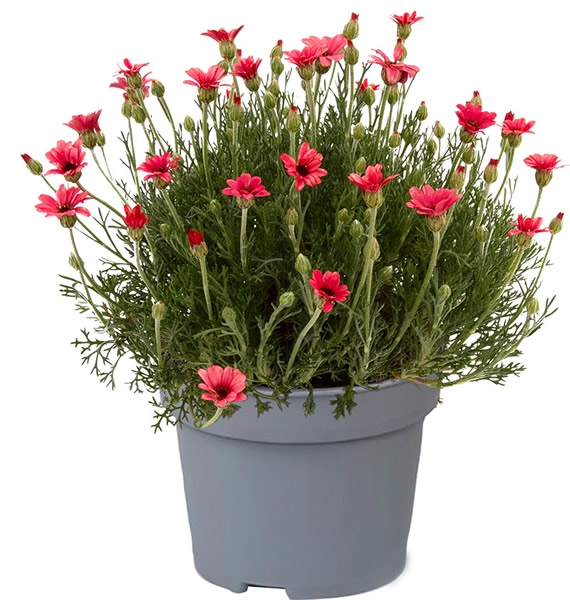 Rhodanthemum 'Zagora Pink' (1L pot) - Ardcarne Garden Centre ...