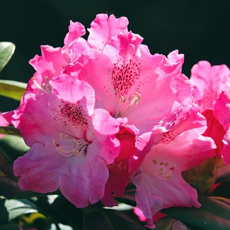 Rhododendron 'Constanze' - Image by Manfred Richter from Pixabay 