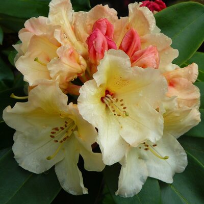 Rhododendron 'Horizon Monarch' - Image courtesy of PxHere