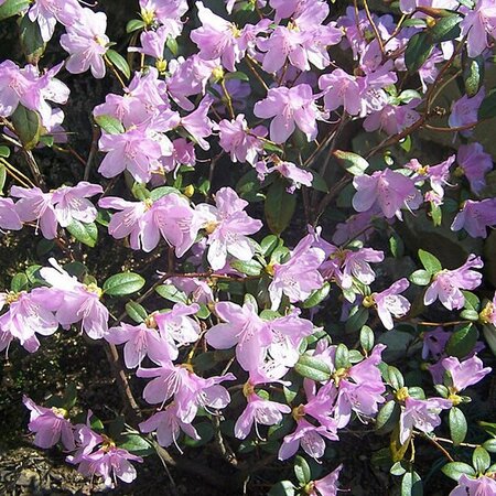 Rhododendron 'Praecox' - Photo by Jerzy Opioła (CC BY-SA 3.0)