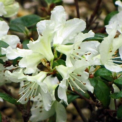 Rhododendron 'Shamrock' - Photo by 阿橋 HQ (CC BY-SA 2.0)