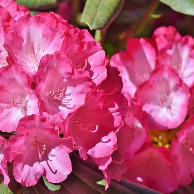 Rhododendron 'Tromba' - Image by Ralph from Pixabay