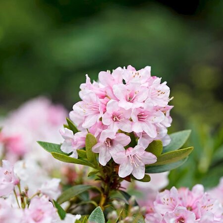 Rhododendron 'Bloombux' - Image courtesy of Bloombux