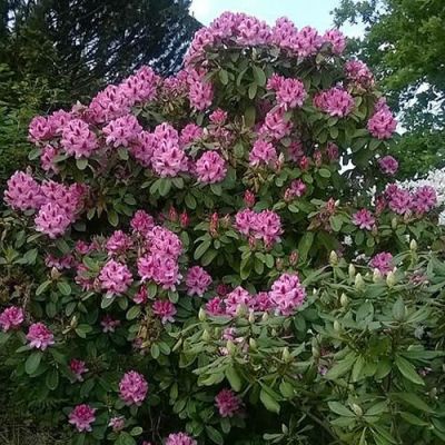 Rhododendron 'Germania' - Photo by MoSchle (CC BY-SA 4.0)