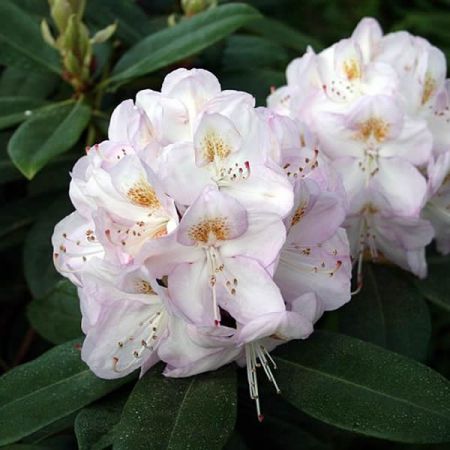 Rhododendron “Gomer Waterer” - Photo by Ulf Eliasson (CC bY-SA 3.0)