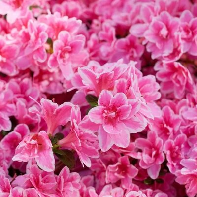 Rhododendron obtusum 'Pink Poetry' ® - Public image here under fair use