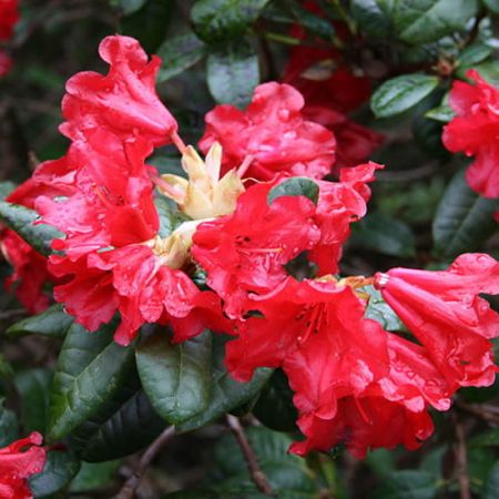 Rhododendron Scarlet Wonder - photo by  Ulf Eliasson (CC BY-SA 2.5)