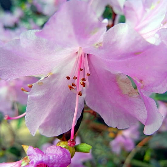 Rhododendron 'Snipe' (3L pot) - Ardcarne Garden Centre | Roscommon & Boyle